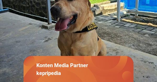 Anjing Pelacak Bea Cukai Batam Endus Paket Kiriman Berisi Sabu Sabu